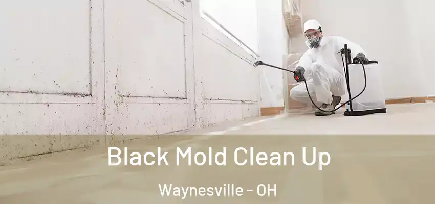  Black Mold Clean Up Waynesville - OH