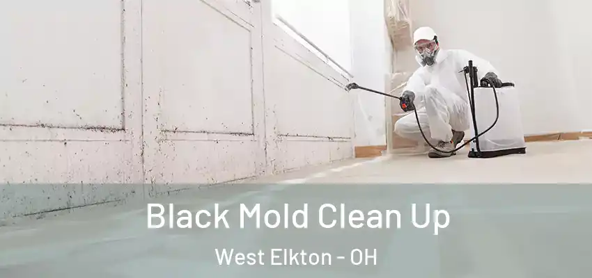 Black Mold Clean Up West Elkton - OH