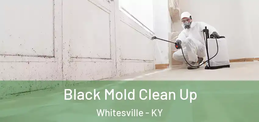  Black Mold Clean Up Whitesville - KY