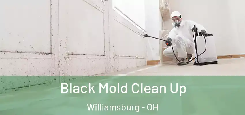  Black Mold Clean Up Williamsburg - OH