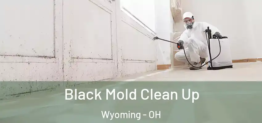 Black Mold Clean Up Wyoming - OH