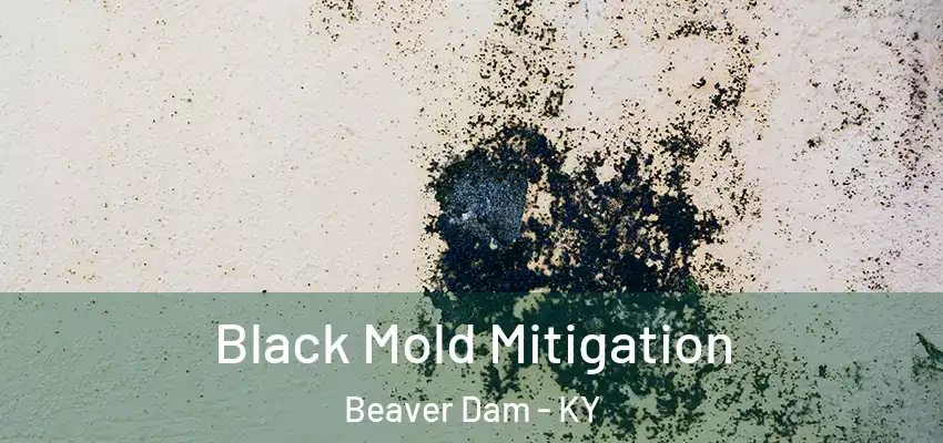  Black Mold Mitigation Beaver Dam - KY
