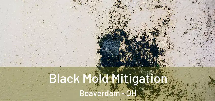  Black Mold Mitigation Beaverdam - OH