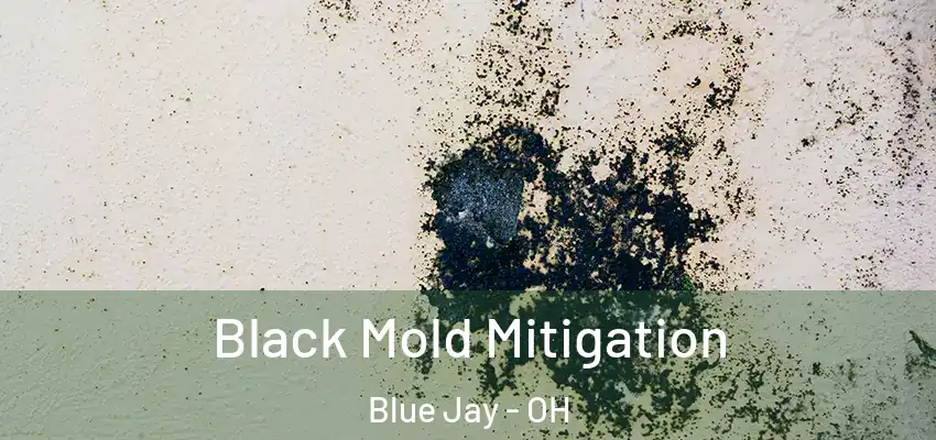  Black Mold Mitigation Blue Jay - OH