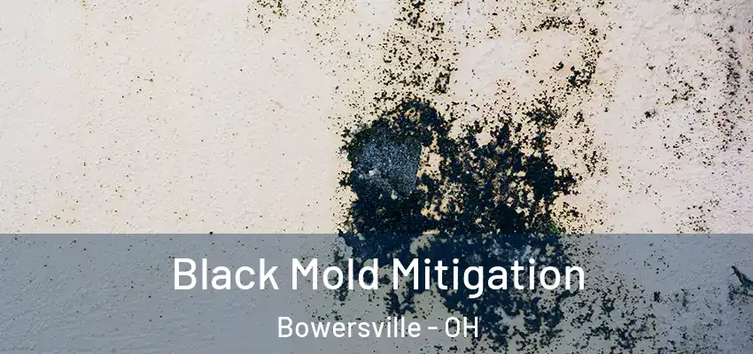  Black Mold Mitigation Bowersville - OH