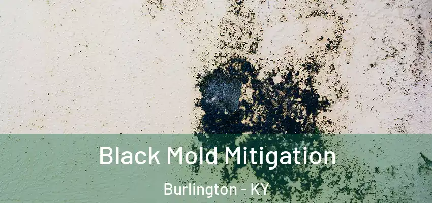  Black Mold Mitigation Burlington - KY