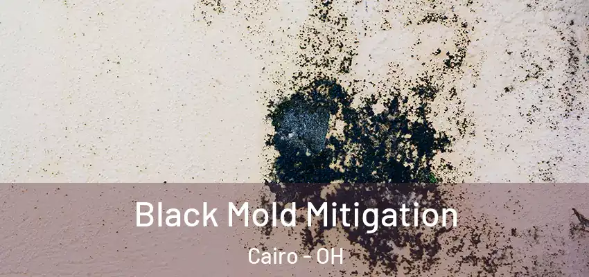  Black Mold Mitigation Cairo - OH