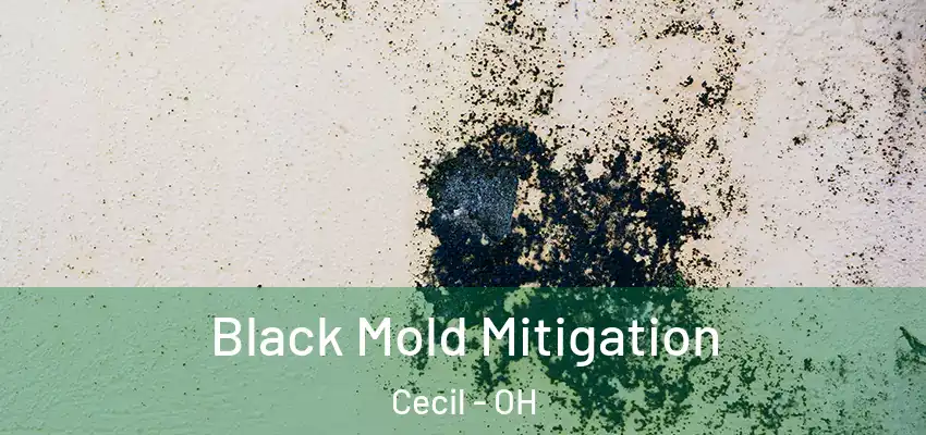  Black Mold Mitigation Cecil - OH