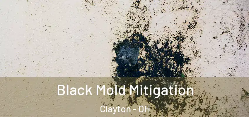  Black Mold Mitigation Clayton - OH