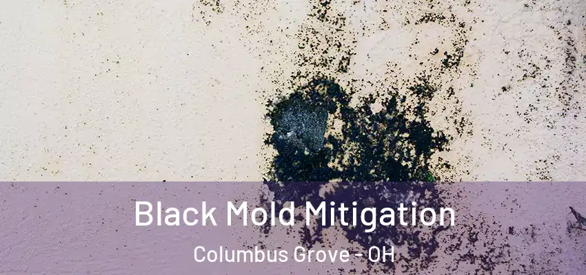 Black Mold Mitigation Columbus Grove - OH