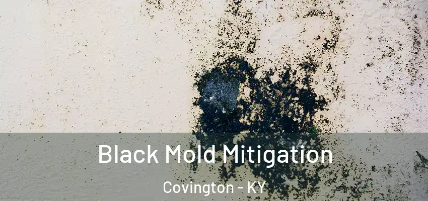  Black Mold Mitigation Covington - KY