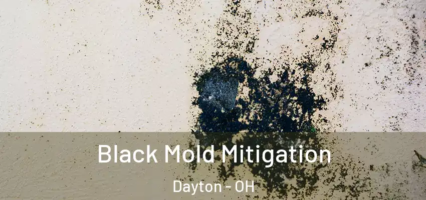  Black Mold Mitigation Dayton - OH