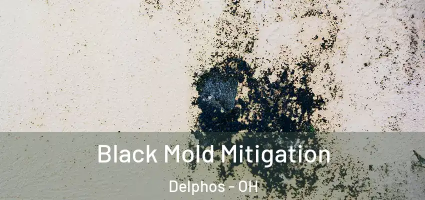 Black Mold Mitigation Delphos - OH