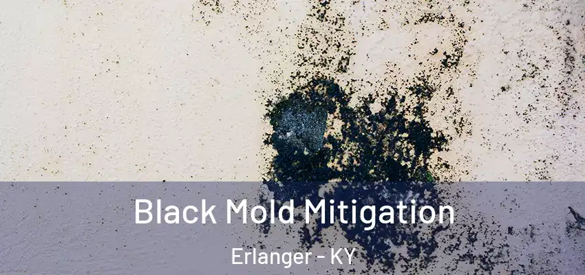  Black Mold Mitigation Erlanger - KY