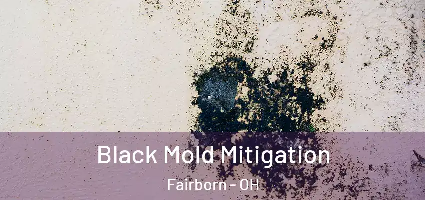  Black Mold Mitigation Fairborn - OH