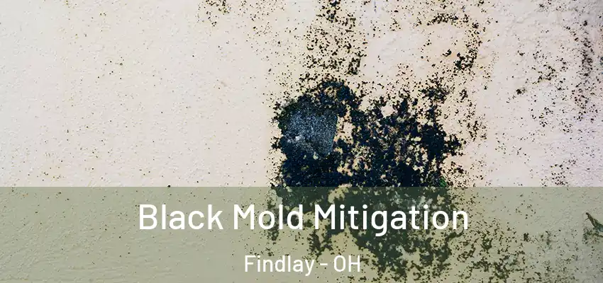 Black Mold Mitigation Findlay - OH