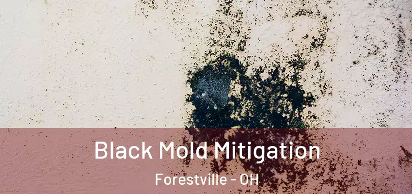  Black Mold Mitigation Forestville - OH