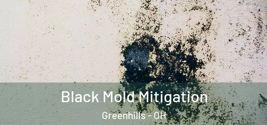  Black Mold Mitigation Greenhills - OH