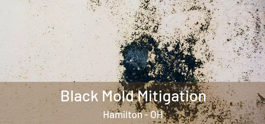  Black Mold Mitigation Hamilton - OH