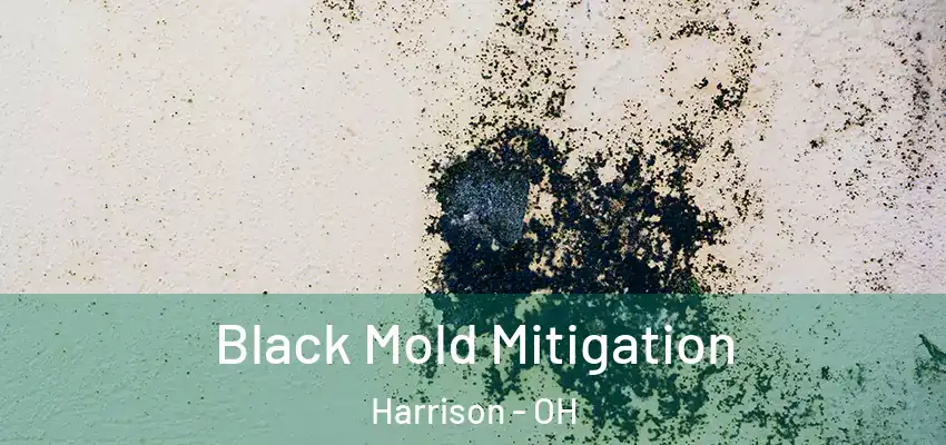 Black Mold Mitigation Harrison - OH