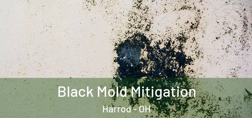  Black Mold Mitigation Harrod - OH