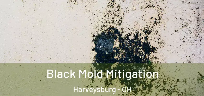  Black Mold Mitigation Harveysburg - OH