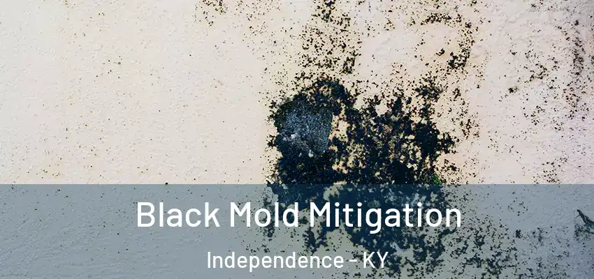 Black Mold Mitigation Independence - KY
