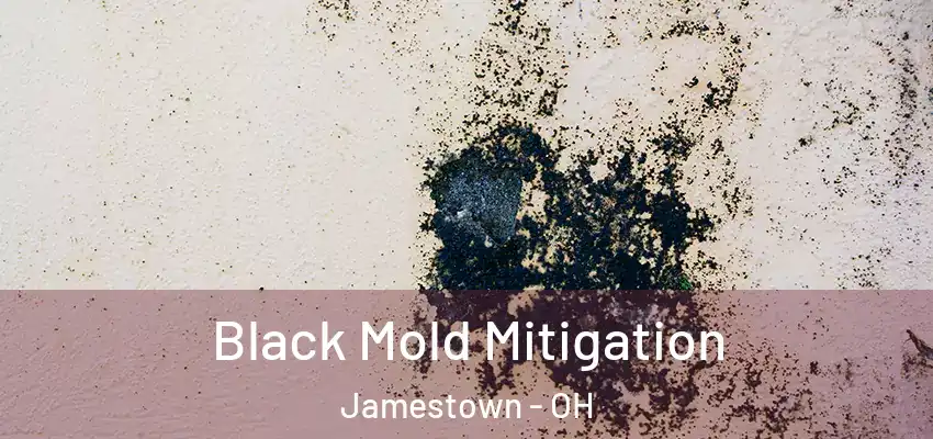  Black Mold Mitigation Jamestown - OH