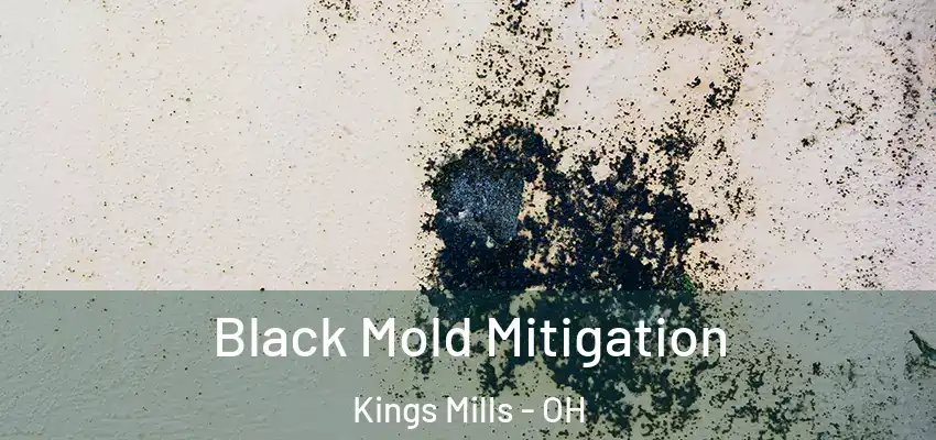 Black Mold Mitigation Kings Mills - OH