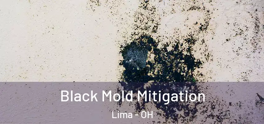  Black Mold Mitigation Lima - OH