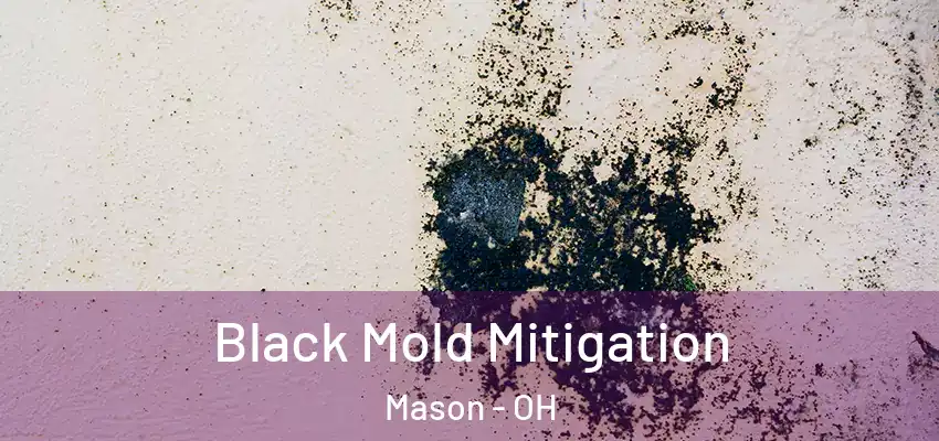  Black Mold Mitigation Mason - OH