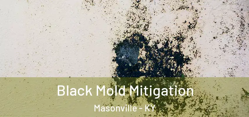  Black Mold Mitigation Masonville - KY