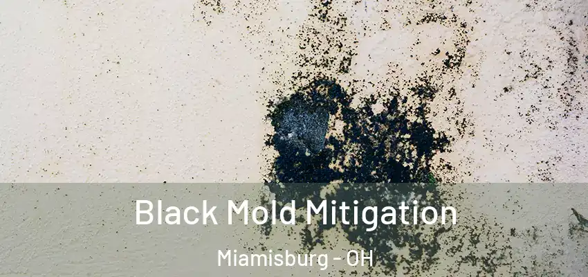  Black Mold Mitigation Miamisburg - OH