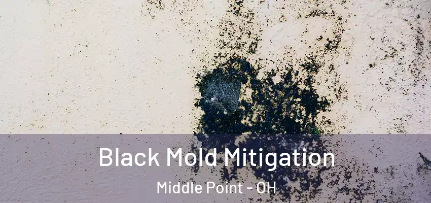 Black Mold Mitigation Middle Point - OH
