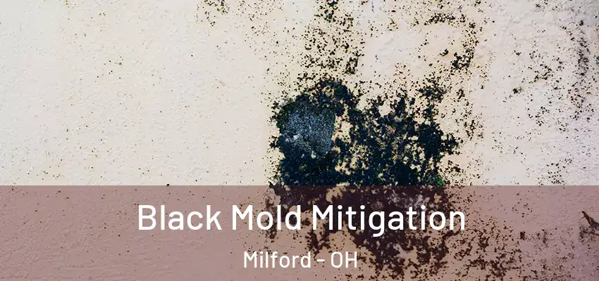  Black Mold Mitigation Milford - OH