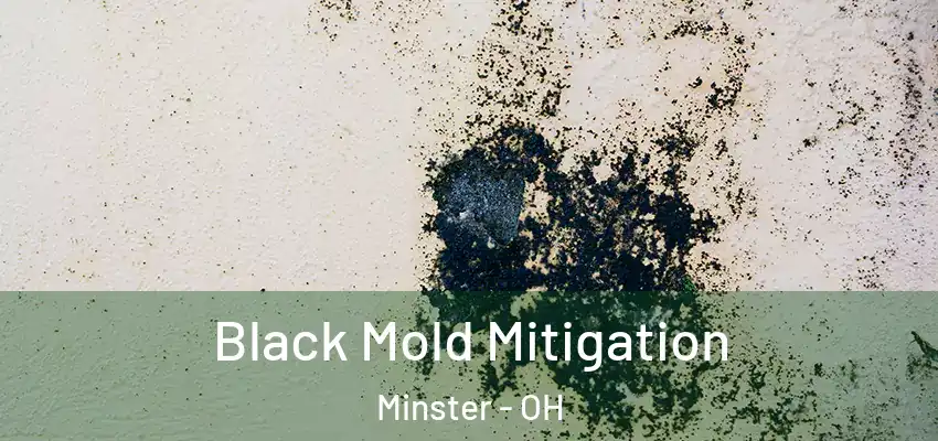  Black Mold Mitigation Minster - OH