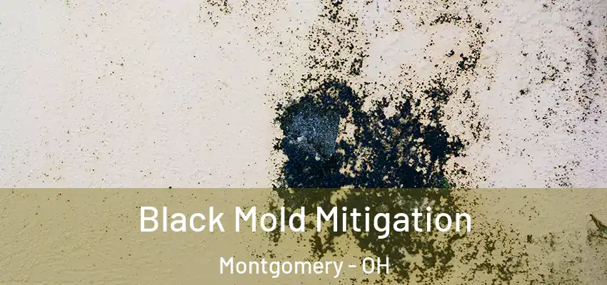  Black Mold Mitigation Montgomery - OH