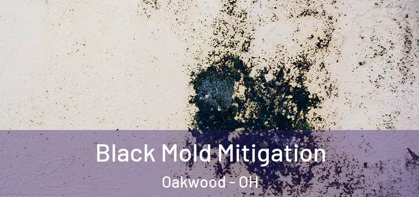  Black Mold Mitigation Oakwood - OH
