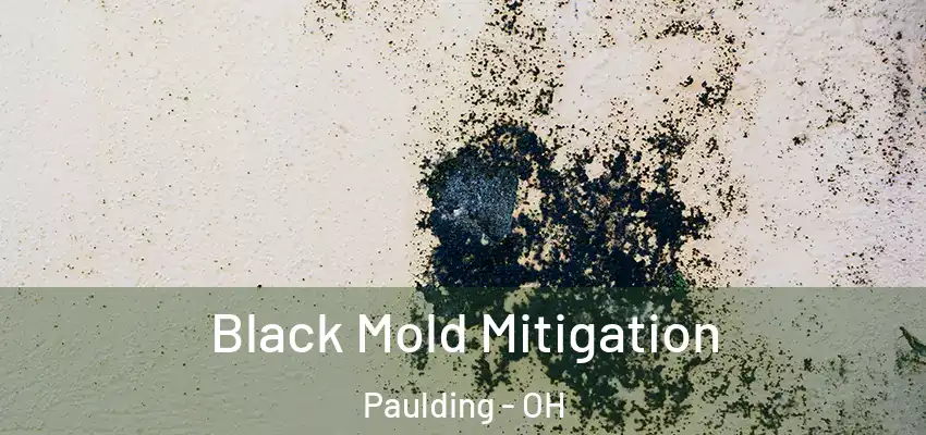  Black Mold Mitigation Paulding - OH