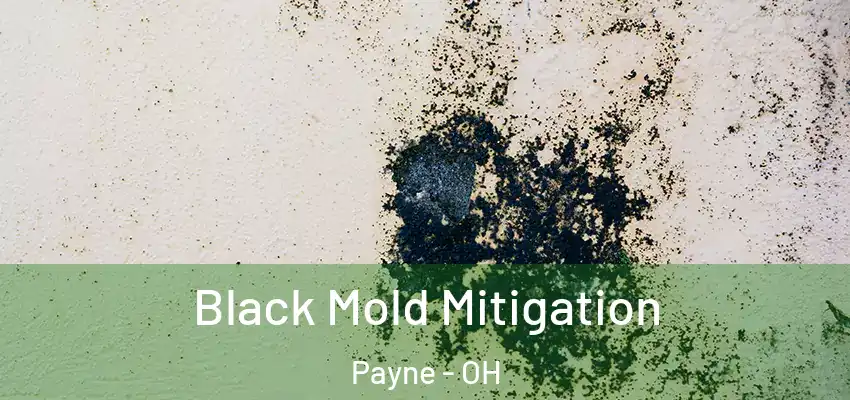 Black Mold Mitigation Payne - OH