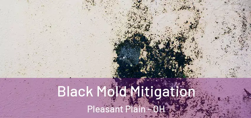 Black Mold Mitigation Pleasant Plain - OH