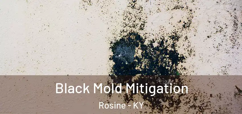  Black Mold Mitigation Rosine - KY