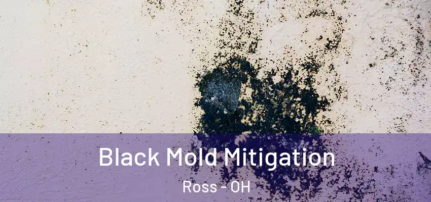 Black Mold Mitigation Ross - OH