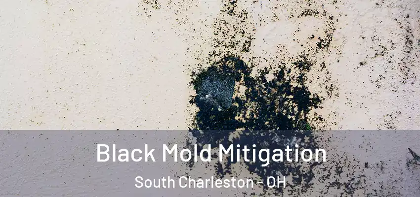  Black Mold Mitigation South Charleston - OH