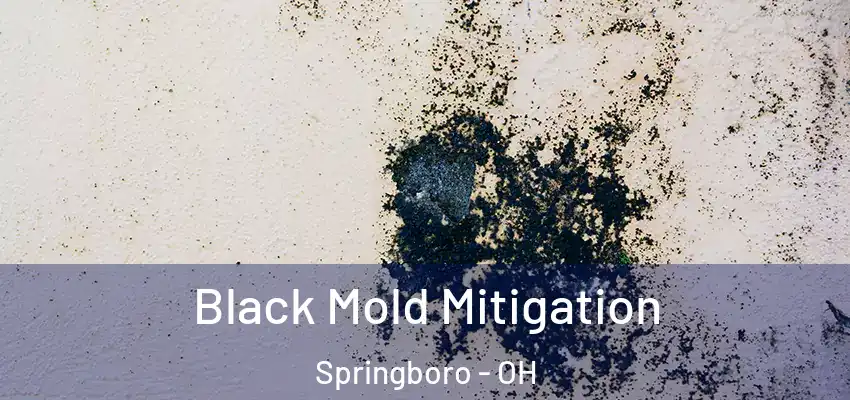  Black Mold Mitigation Springboro - OH