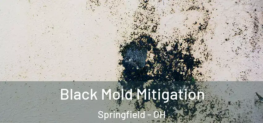  Black Mold Mitigation Springfield - OH