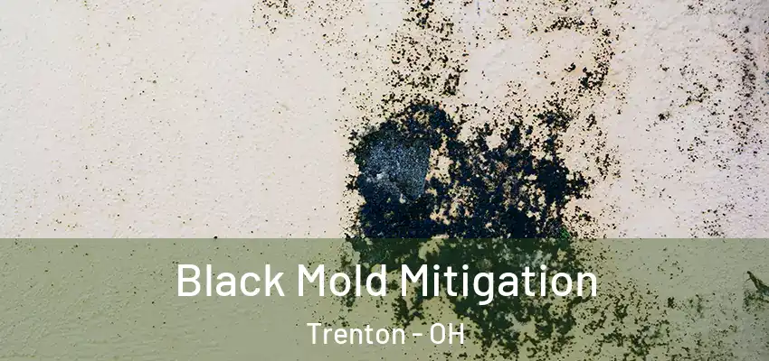  Black Mold Mitigation Trenton - OH