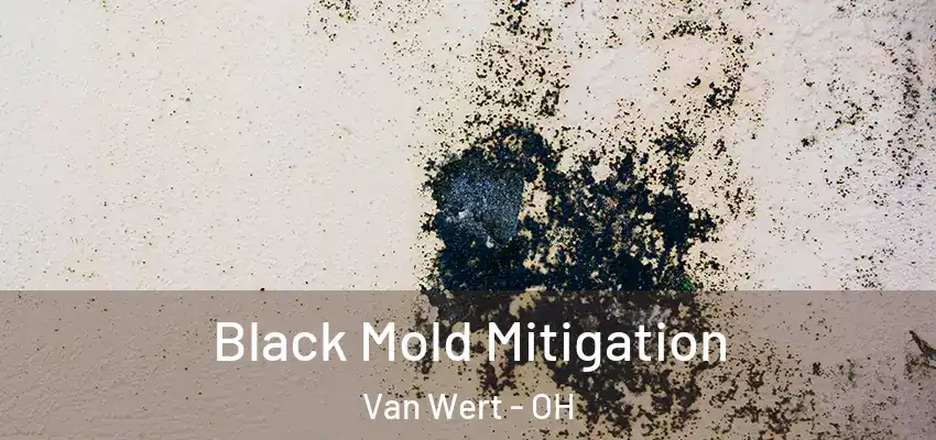  Black Mold Mitigation Van Wert - OH