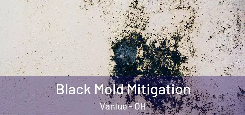  Black Mold Mitigation Vanlue - OH