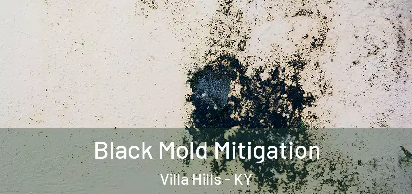  Black Mold Mitigation Villa Hills - KY